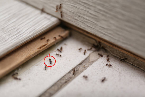 Best Cockroach Control Services  in Ddanelle, AR