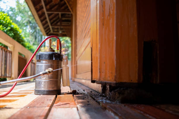 Best Wasp Removal Services  in Ddanelle, AR
