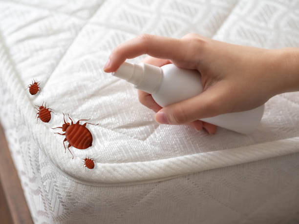 Best Spider Control Near Me  in Ddanelle, AR