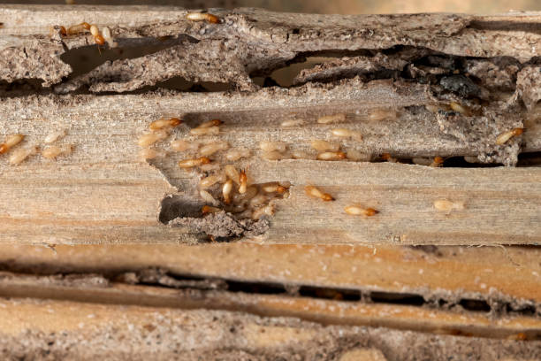 Trusted Dardanelle, AR Pest Control Experts