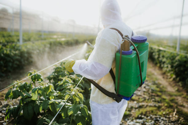 Wasp Removal Services in Dardanelle, AR